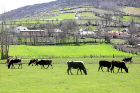 جنگل های هیرکانی