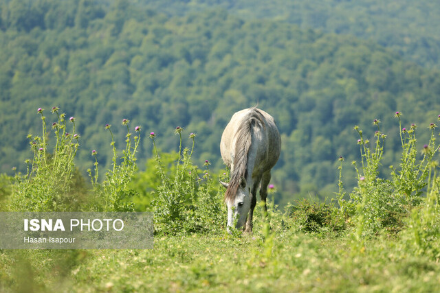 مدیریت جنگلهای شمال ایران به کجا رسید؟ مدیریت جنگلهای شمال ایران به کجا رسید؟
