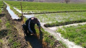 حد نگاری ۷۶ درصد اسناد مالکیت اراضی کشاورزی سیستان و بلوچستان