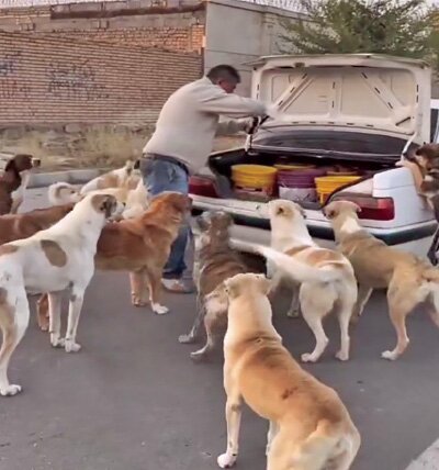 افزایش سگهای ولگرد با ژستهای اینستاگرامی