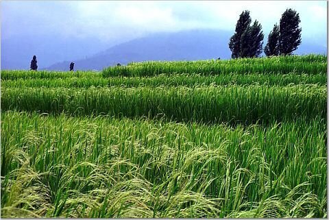 به آینده کشاورزی کشور خوش‌بین نیستم/ خروجی مراکز تحقیقاتی قابل توجه نیست