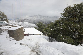 بارش برف در مناطق کوهستانی شهمیرزاد - استان سمنان