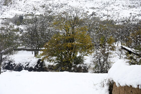 بارش برف در مناطق کوهستانی شهمیرزاد - استان سمنان