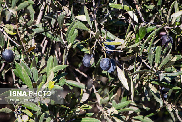 ۳ تا ۵ درصد زیتون کشور در کرمانشاه تولید میشود ۳ تا ۵ درصد زیتون کشور در کرمانشاه تولید میشود