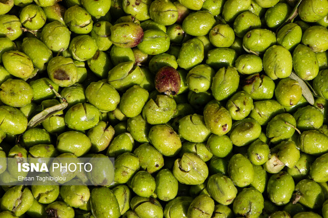زیتون، طلای سبزی که ارزان از دست باغداران خارج میشود