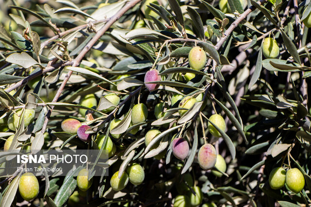 پیشبینی برداشت ۱۵ هزار تُن زیتون در قزوین پیشبینی برداشت ۱۵ هزار تُن زیتون در قزوین