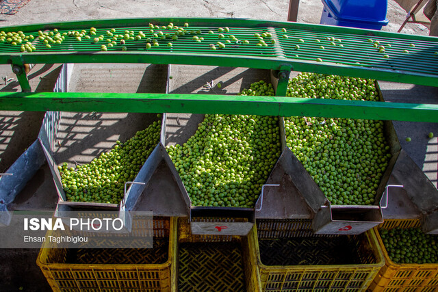 زنجیره تولید و فرآوری زیتون طارم، از اهمیت تا فراموشی زنجیره تولید و فرآوری زیتون طارم، از اهمیت تا فراموشی