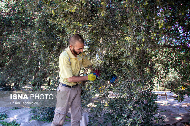 عکس تزئینی است حضور روزانه بیش از ۵ هزار نیروی کار در برداشت زیتون شهرستان طارم