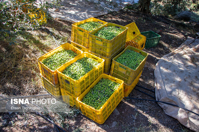 زنجیره تولید و فرآوری زیتون طارم، از اهمیت تا فراموشی