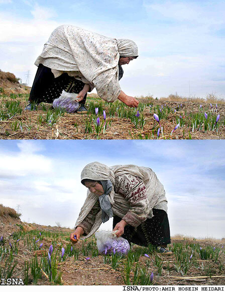 جادوی زعفران فراتر از طعم و بوی است