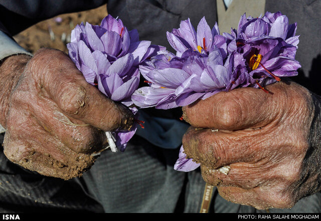 جادوی زعفران فراتر از طعم و بوی است