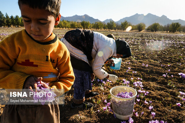 جادوی زعفران فراتر از طعم و بوی است