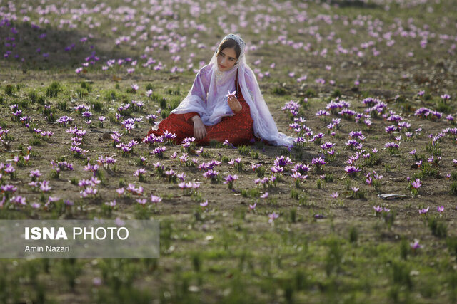 جادوی زعفران فراتر از طعم و بوی است