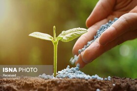 پیش‌بینی شکستن رکورد مصرف کود دی آمونیوم فسفات در گلستان