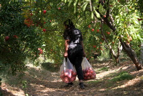 انارستان تنگ سیاب در کوهدشت لرستان