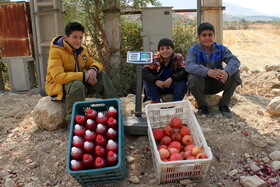 انارستان تنگ سیاب در کوهدشت لرستان