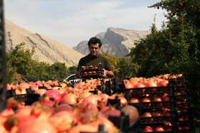 انارستان تنگ سیاب در کوهدشت لرستان