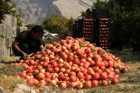 انارستان تنگ سیاب در کوهدشت لرستان