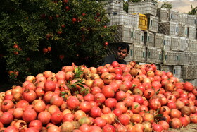 انارستان تنگ سیاب در کوهدشت لرستان