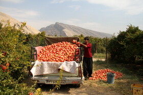 انارستان تنگ سیاب در کوهدشت لرستان