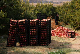 انارستان تنگ سیاب در کوهدشت لرستان