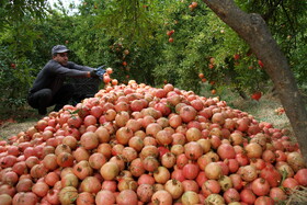 انارستان تنگ سیاب در کوهدشت لرستان