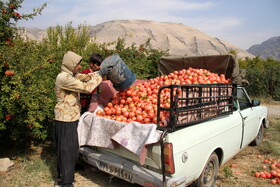 انارستان تنگ سیاب در کوهدشت لرستان