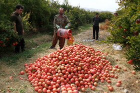 انارستان تنگ سیاب در کوهدشت لرستان