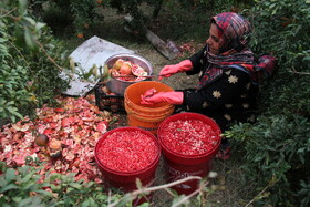 انارستان تنگ سیاب در کوهدشت لرستان