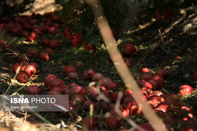 برآورد برداشت ۹۲هزار تن انار در استان اصفهان