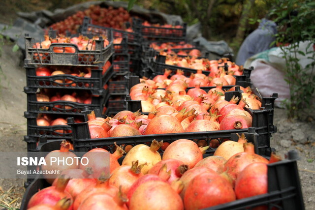 ناردانههای دُردانهای