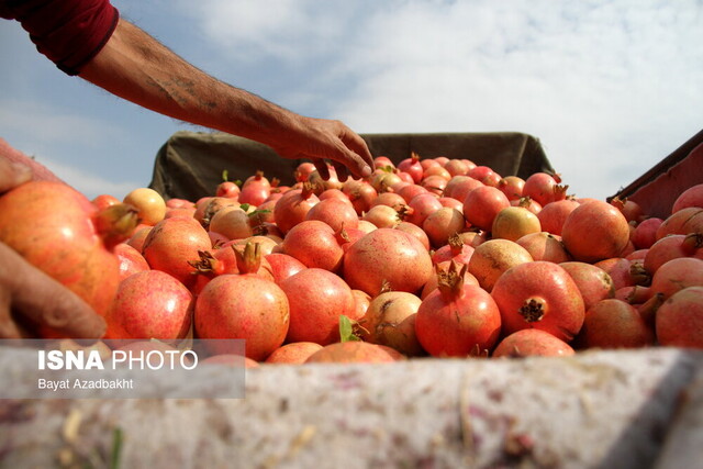 ناردانههای دُردانهای