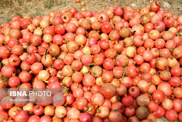 ناردانههای دُردانهای