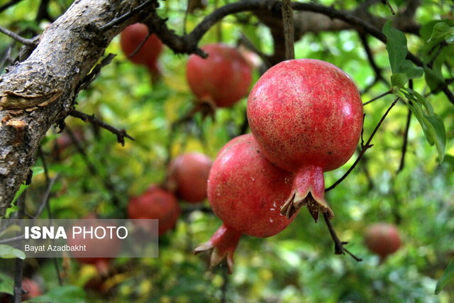 دانههای یاقوتی طارم نیازمند توجه بیشتر مسئولان
