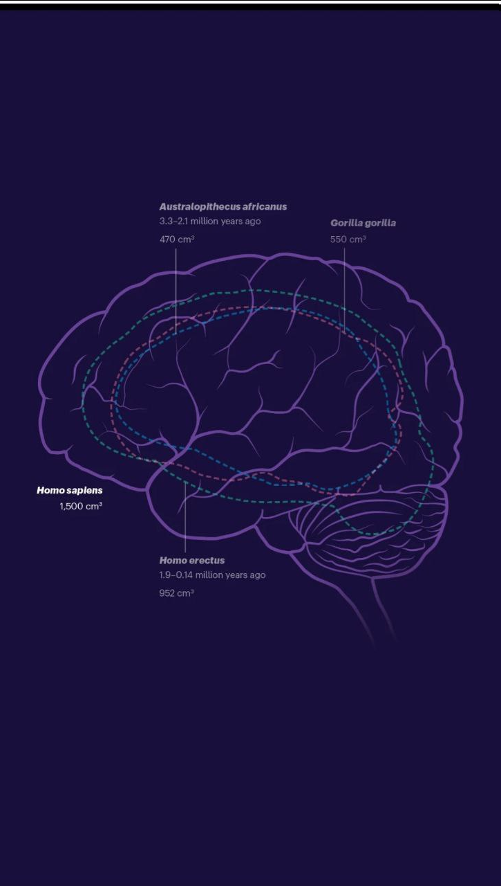 تواناییهای شگفتانگیز مغز انسان که آن را بین تمام موجودات خاص کرده است