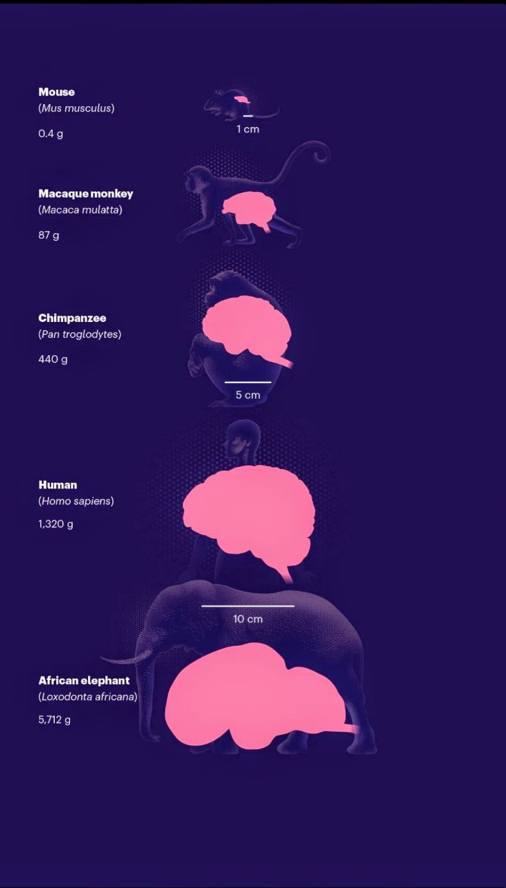 تواناییهای شگفتانگیز مغز انسان که آن را بین تمام موجودات خاص کرده است