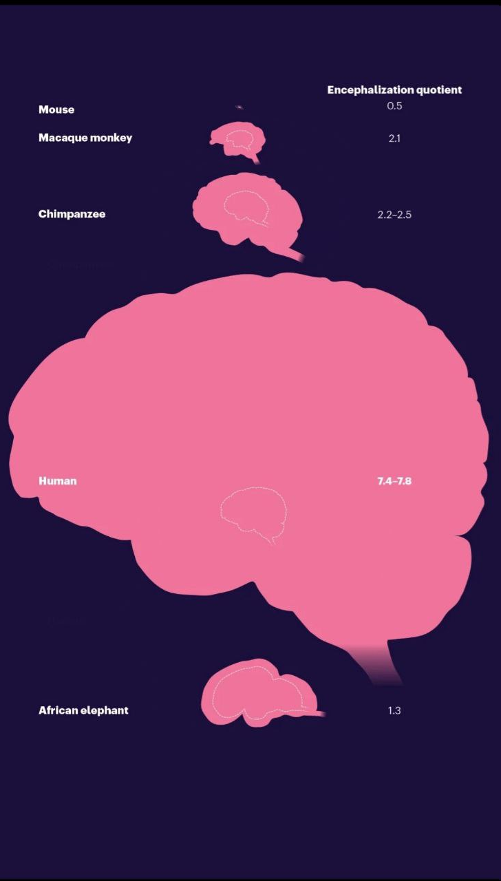 تواناییهای شگفتانگیز مغز انسان که آن را بین تمام موجودات خاص کرده است