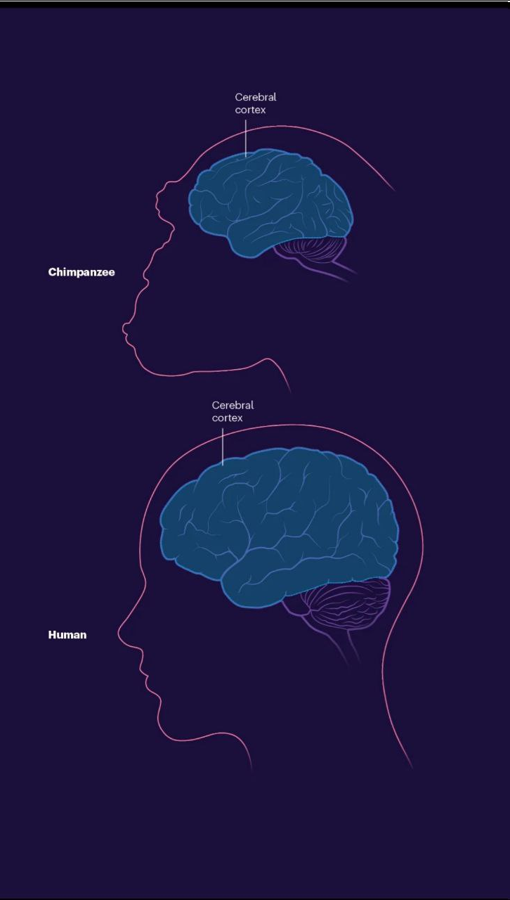 تواناییهای شگفتانگیز مغز انسان که آن را بین تمام موجودات خاص کرده است