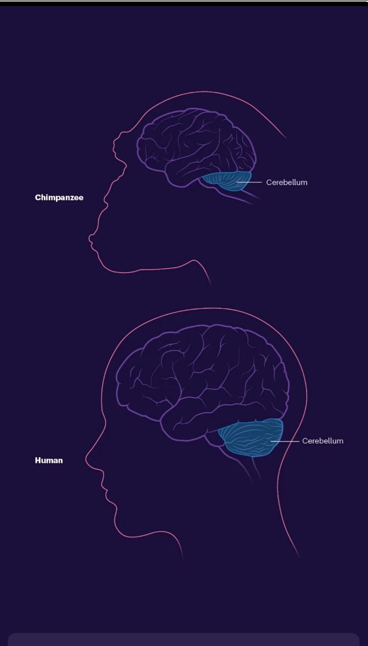 تواناییهای شگفتانگیز مغز انسان که آن را بین تمام موجودات خاص کرده است
