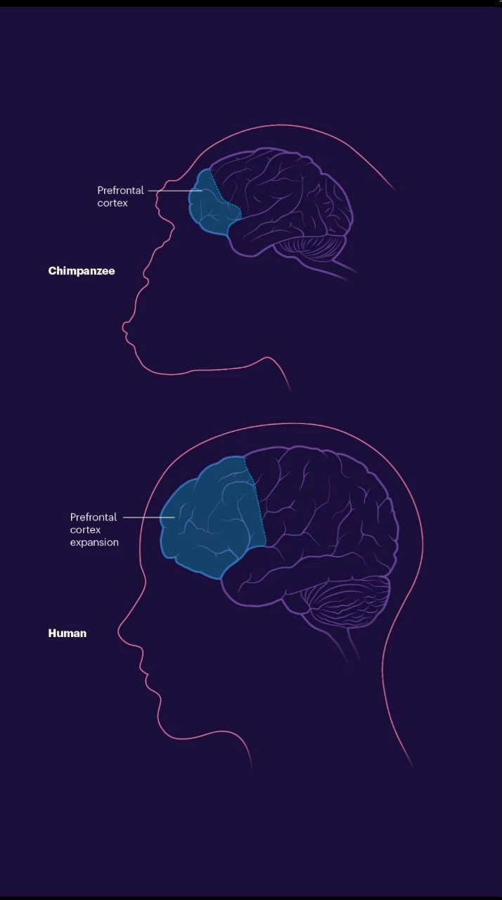 تواناییهای شگفتانگیز مغز انسان که آن را بین تمام موجودات خاص کرده است