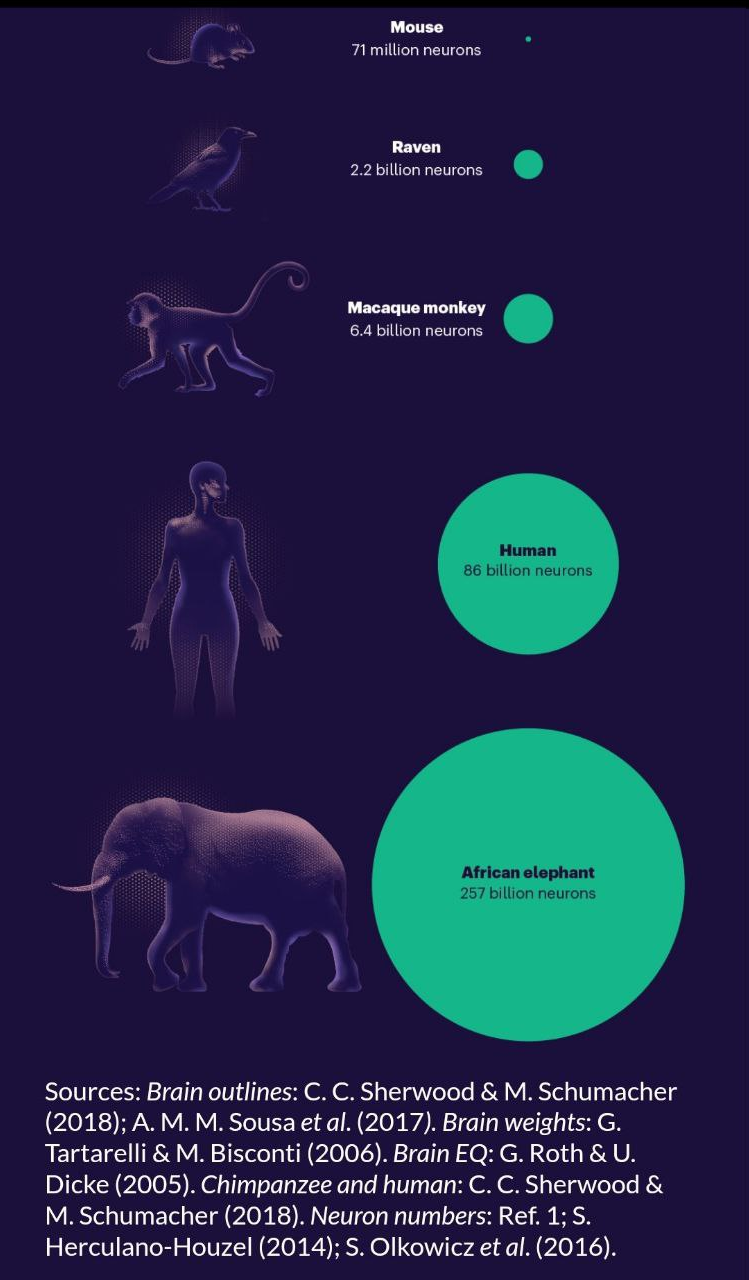 تواناییهای شگفتانگیز مغز انسان که آن را بین تمام موجودات خاص کرده است
