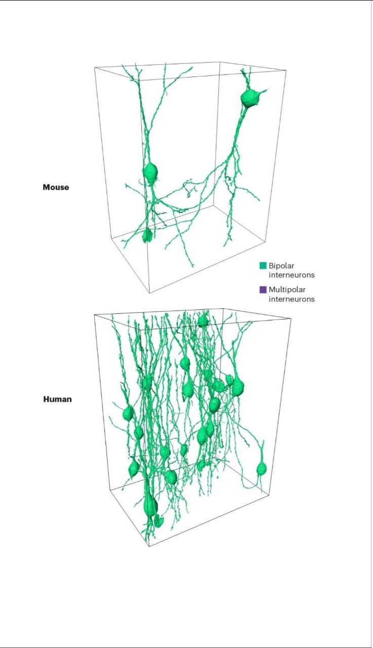تواناییهای شگفتانگیز مغز انسان که آن را بین تمام موجودات خاص کرده است