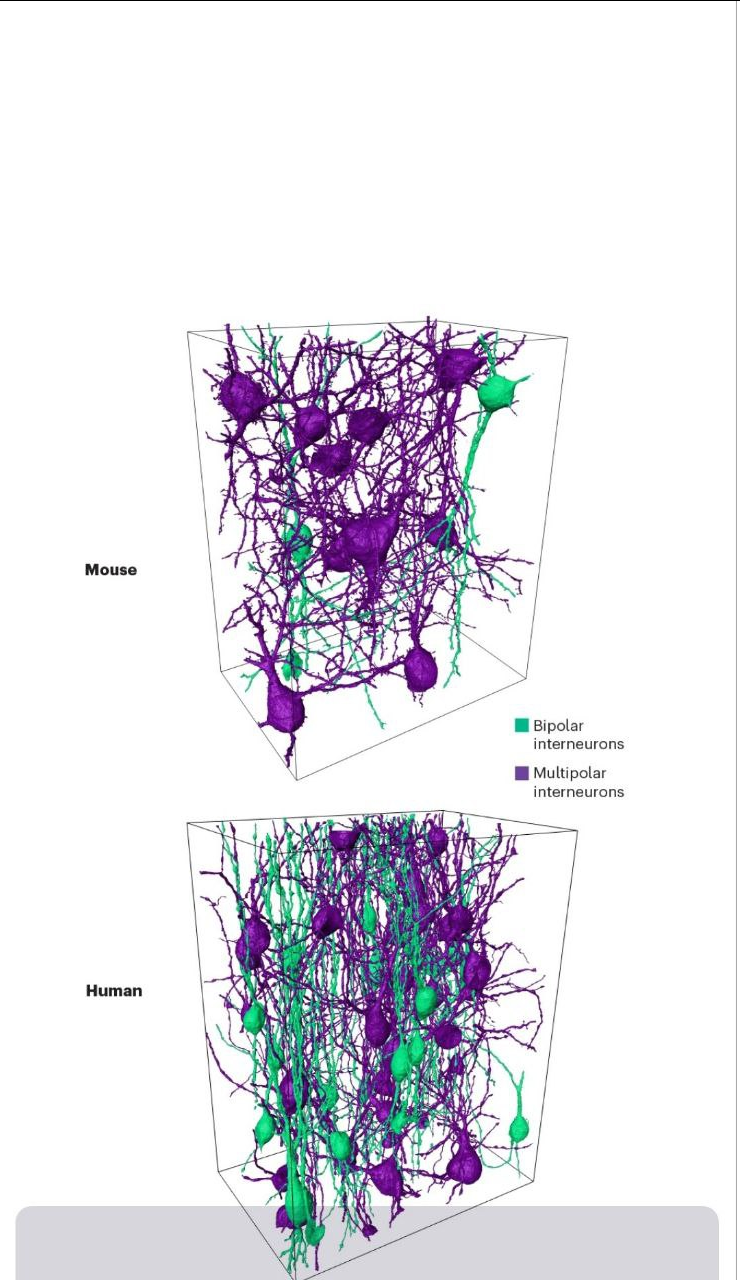 تواناییهای شگفتانگیز مغز انسان که آن را بین تمام موجودات خاص کرده است