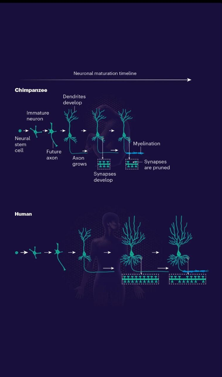 تواناییهای شگفتانگیز مغز انسان که آن را بین تمام موجودات خاص کرده است