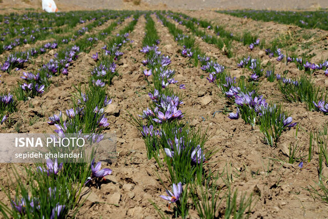آغاز برداشت زعفران از مزارع هزارجریب بهشهر  آغاز برداشت زعفران از مزارع هزارجریب بهشهر