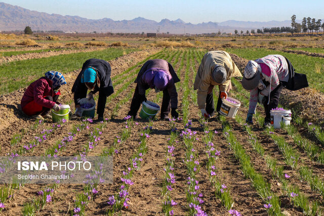 کمبود نقدینگی مهم‌ترین مشکل زعفران کاران تربت‌حیدریه