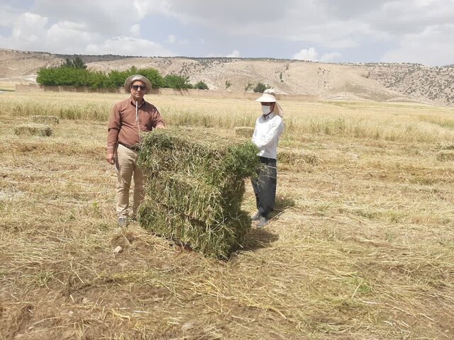 عملکرد کشاورزان دیمکار میتواند ۴ برابر افزایش یابد عملکرد کشاورزان دیمکار میتواند ۴ برابر افزایش یابد