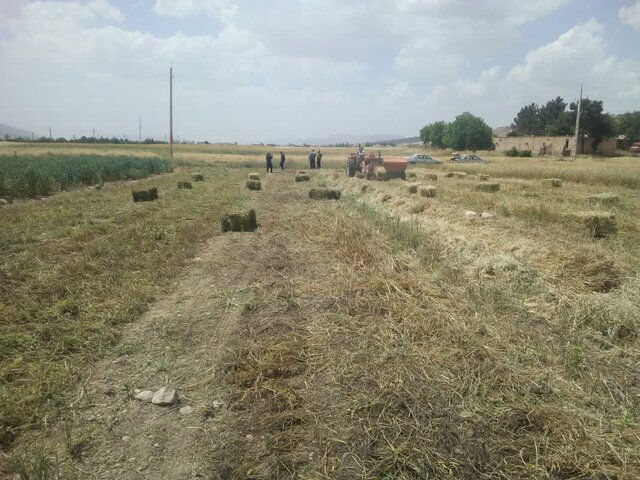 عملکرد کشاورزان دیمکار ما ۲ تا ۴ برابر کمتر از عملکرد قابل دستیابی برای محصولات عمده است