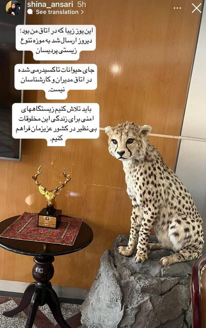 فرهنگسازی به سبک معاون رییس جمهوری/ انتقال تاکسیدرمی یوز به موزه