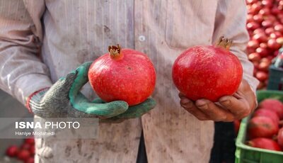 ۱۰۰ دانه یاقوت؛ دسته به دسته در دست دلال